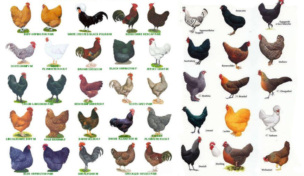 Chicken Breeds Chart and Diagram