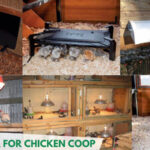 Best Heater for Chicken Coop