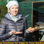Raising Chickens for Eggs in Your Backyard