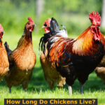 How Long Do Chickens Live?