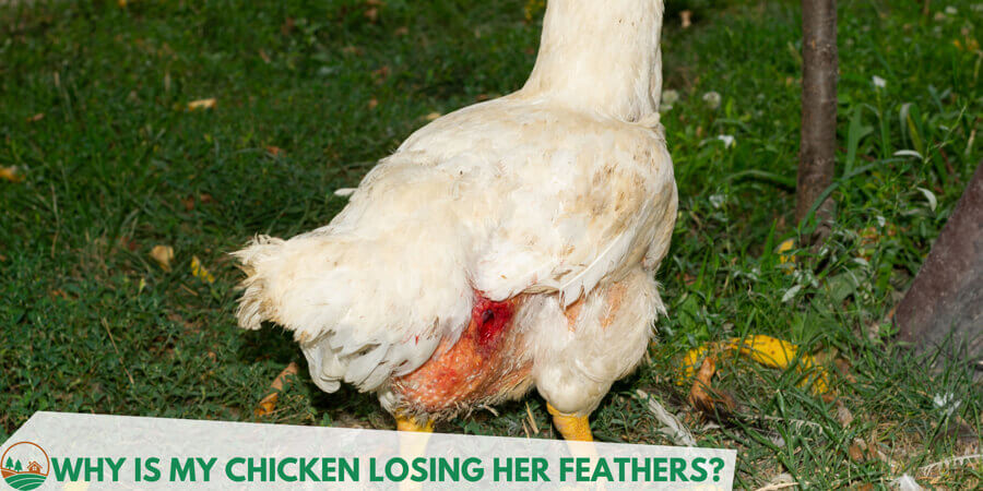 Hen seriously lose its feathers.
