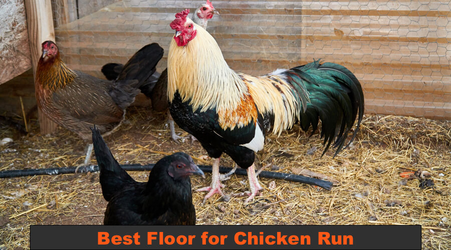 Chicken walk on the run floor.