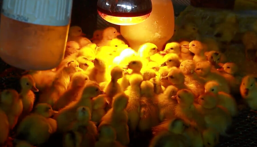 Ducklings under the heat lamp during night time.