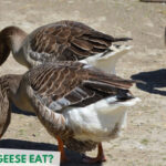 What Can Geese Eat?