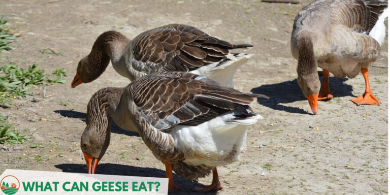 What Can Geese Eat? - TheFarmLiving.Com