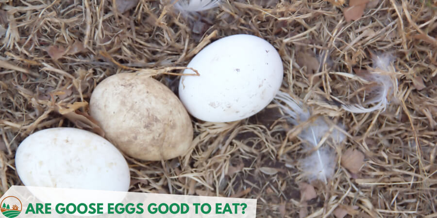 Collect goose eggs to cook for the dinner. 