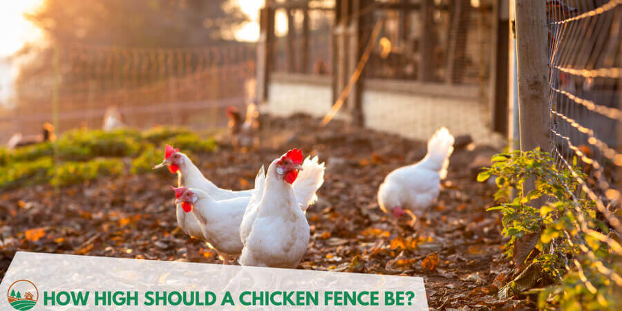 Chicken kept in in the high fencing to prevent predator attacks.