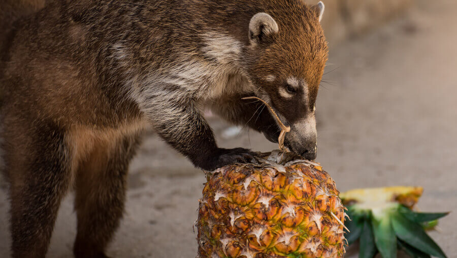 Wild animal eating pineapple.